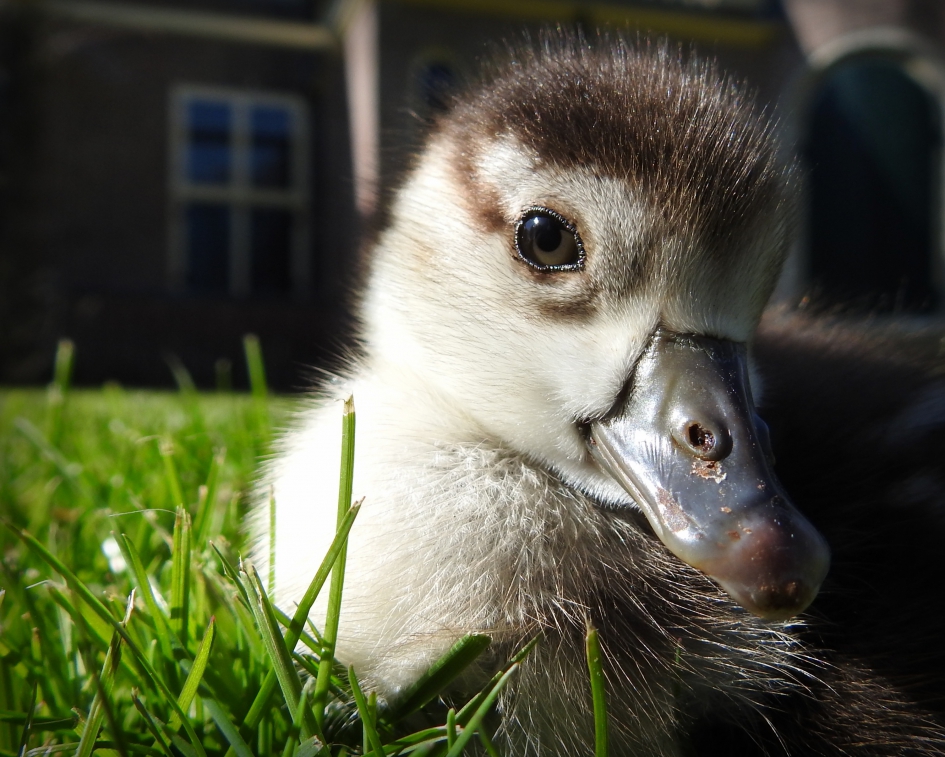 Even wachten, ik ben moe - Vogels - Nijlgans