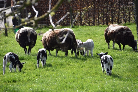Familie schaap
