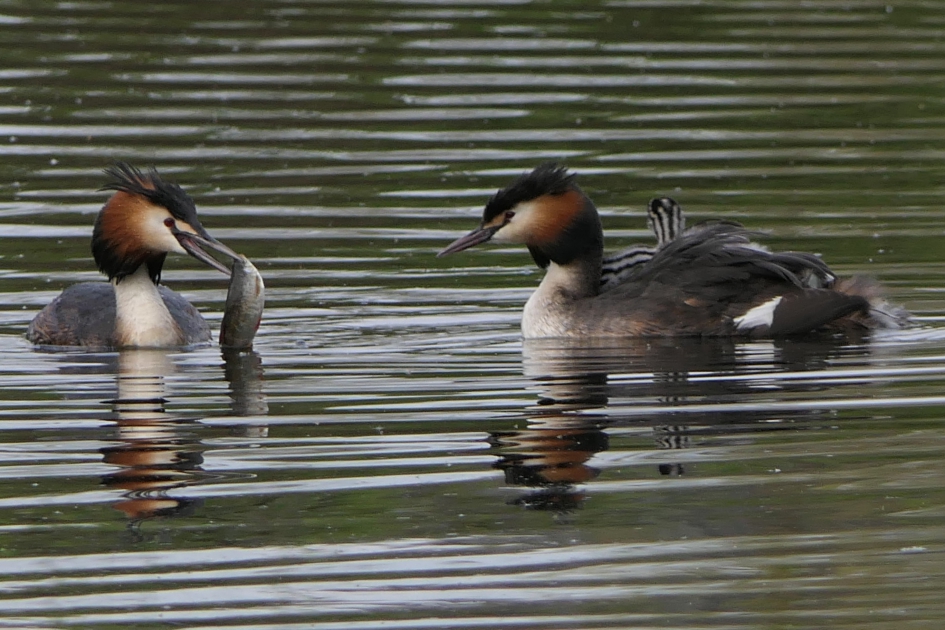 Familiediner - Vogels - Fuut