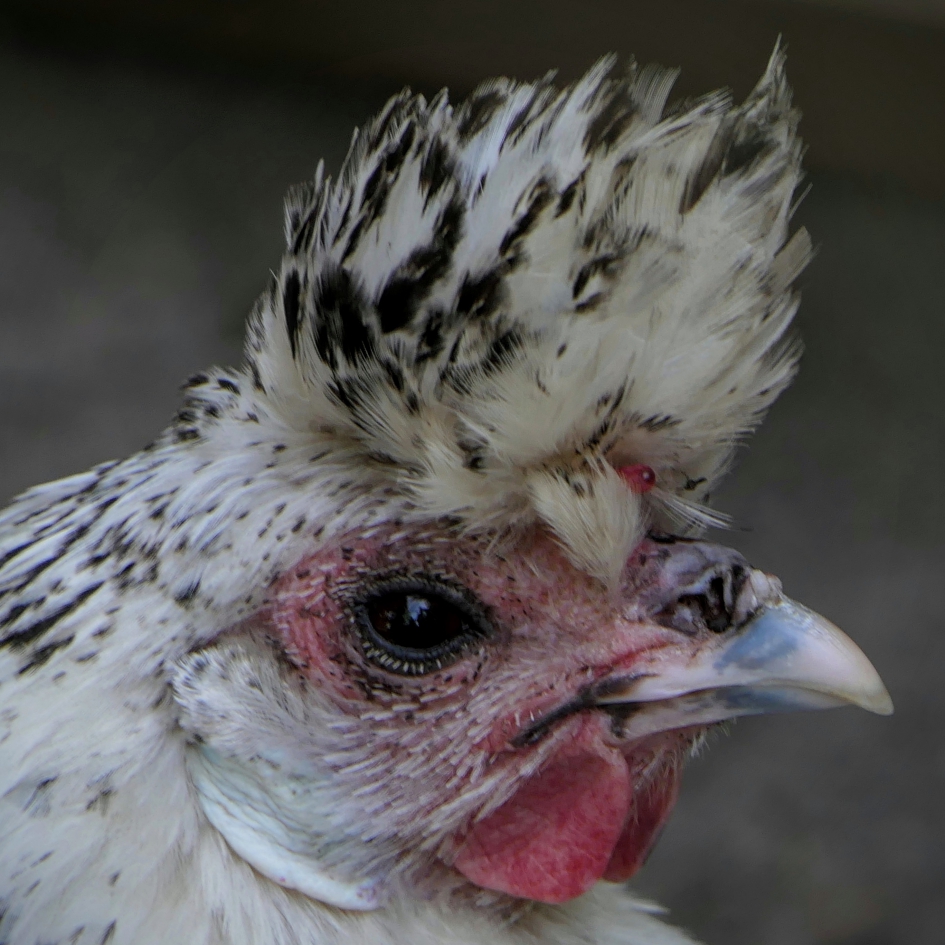 Fijne paasdagen. - Vogels - 