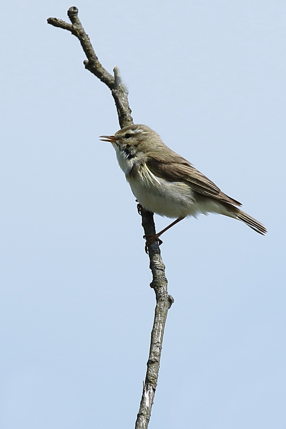 fitis - Vogels - fitis