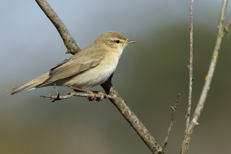 fitis - Vogels - fitis