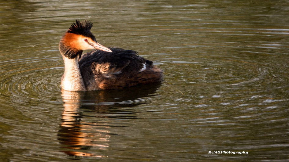 Fuut. - Vogels - Fuut.
