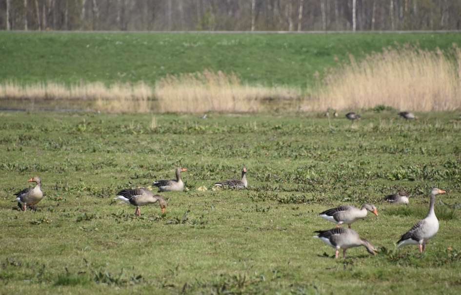 Grauwe ganzen - Vogels - 