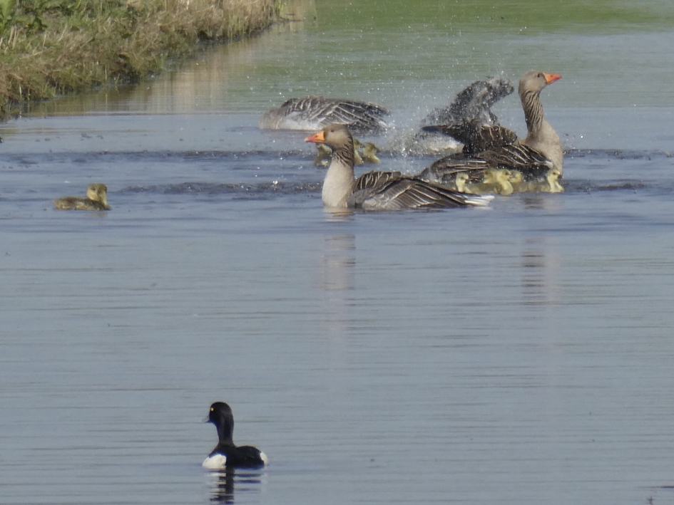Ganzen familie - Vogels - 