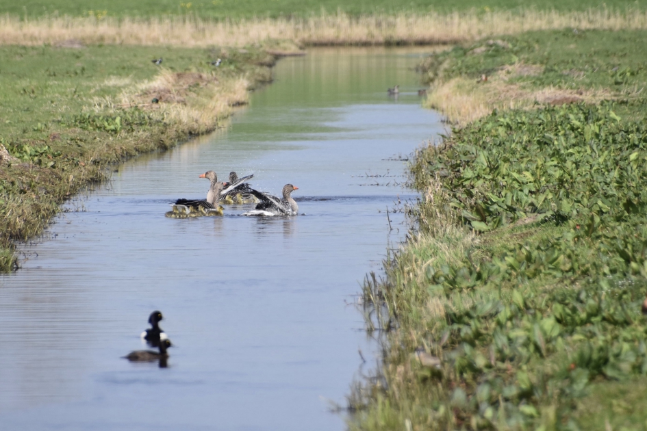 Ganzenfamilie - Vogels - 