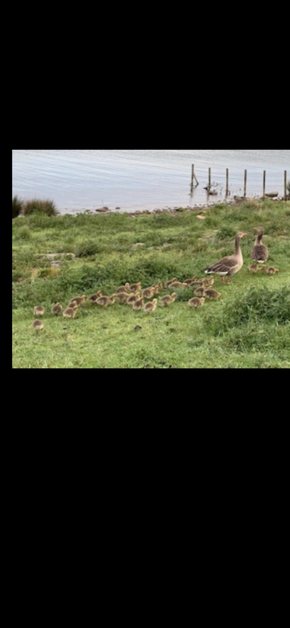 Ganzenkuikens - Vogels - Gans