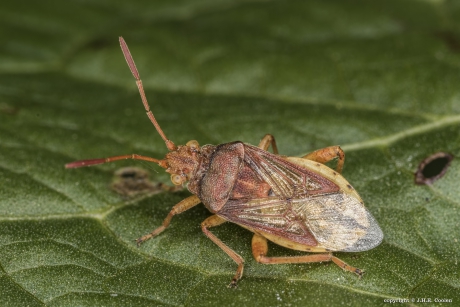 Geblokte glasvleugelwants