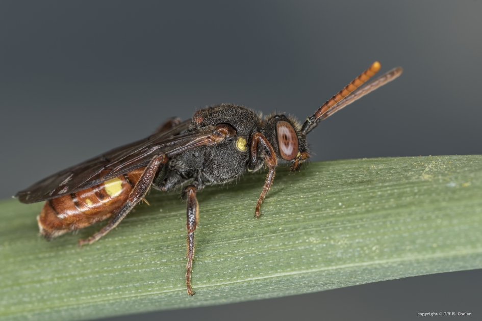 Geelschouderwespbij (Nomada ferruginata) - Geleedpotigen - Geelschouderwespbij