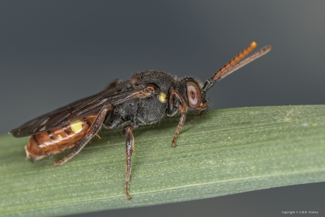 Geelschouderwespbij (Nomada ferruginata)