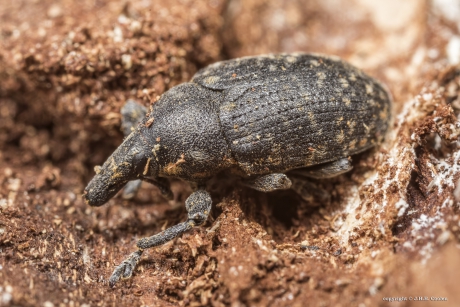 Gegroefde lapsnuitkever (Otiorhynchus sulcatus)