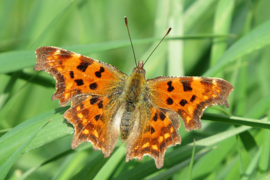 Gehakkelde aurelia - Geleedpotigen - 