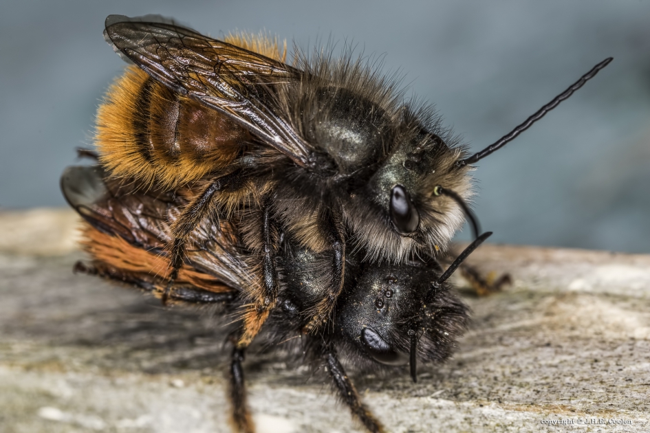 Gehoornde metselbij (Osmia cornuta) - Geleedpotigen - Gehoornde metselbij