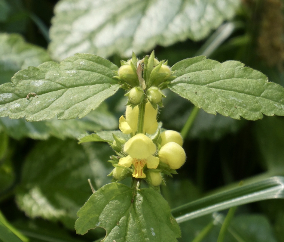 Gele dovenetel - Planten - 