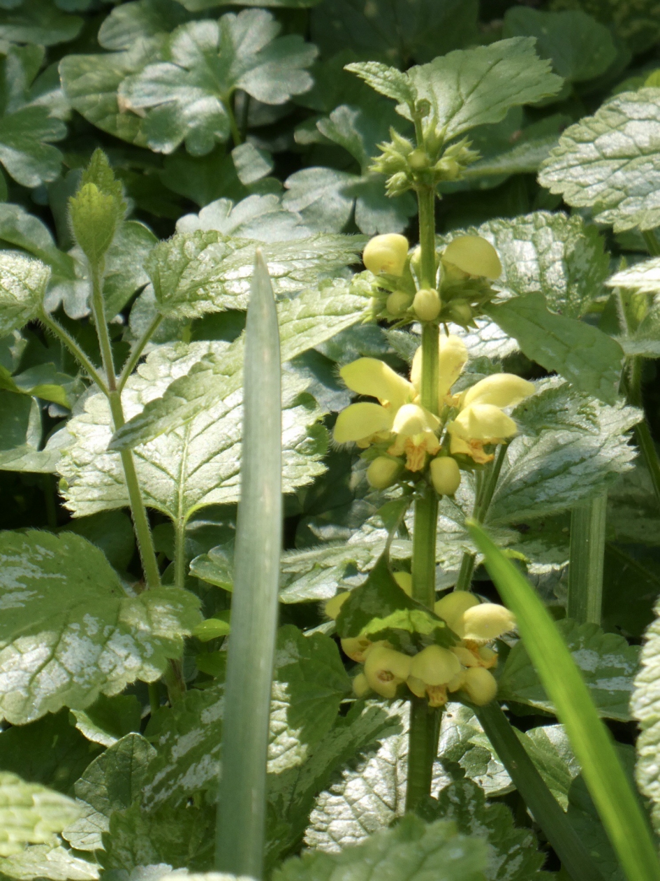 Gele dovenetels - Planten - 