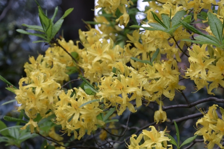 Gele rhododendron/azalea