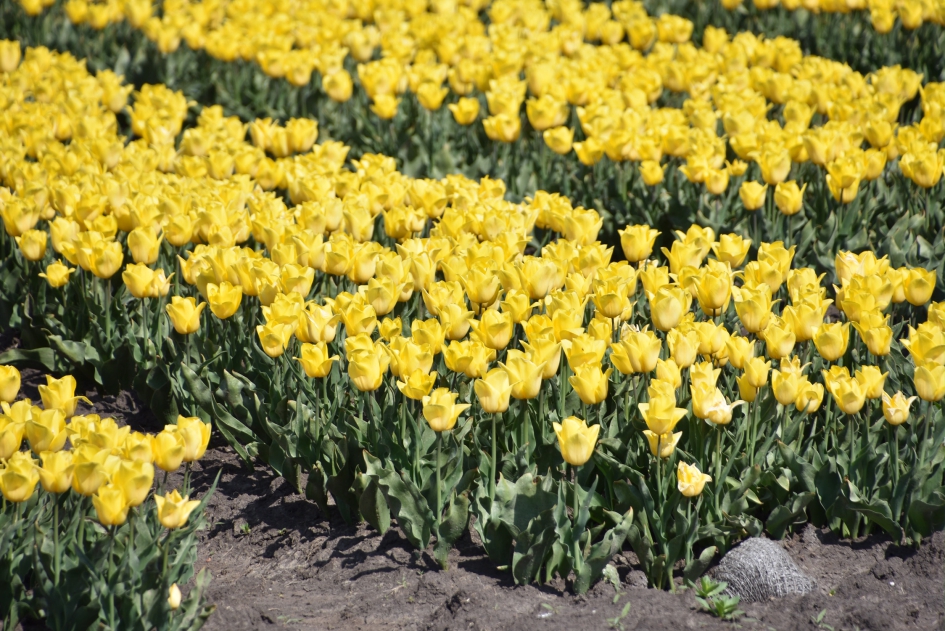 Gele tulpen - Planten - 