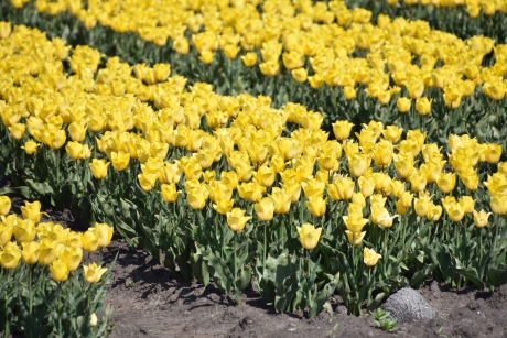Gele tulpen