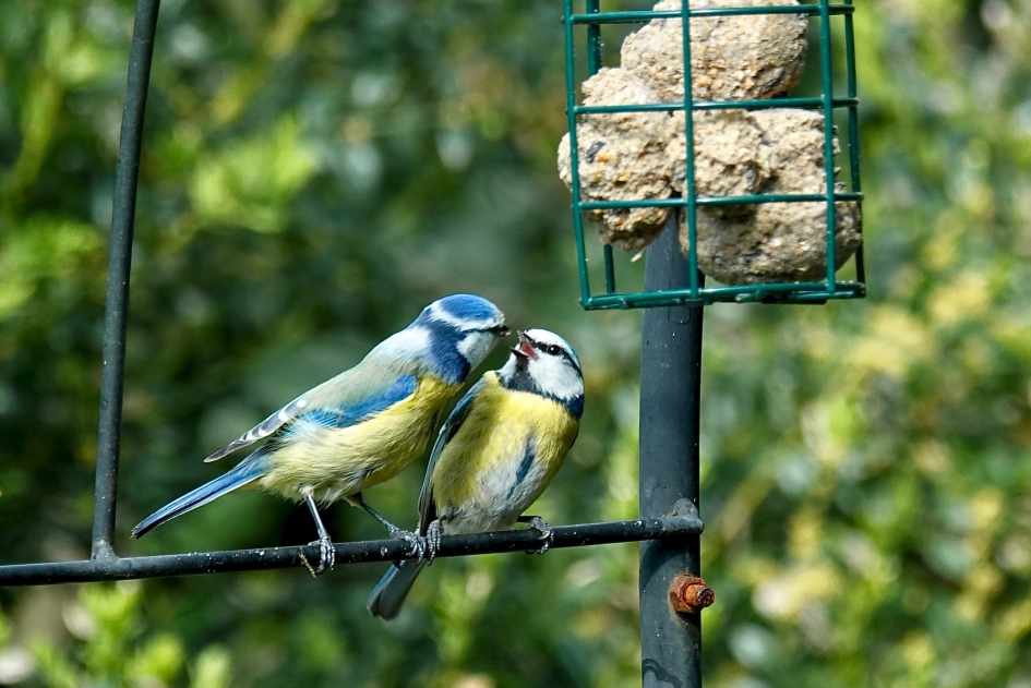 Geliefden onder de vetbol - Vogels - Pimpelmees