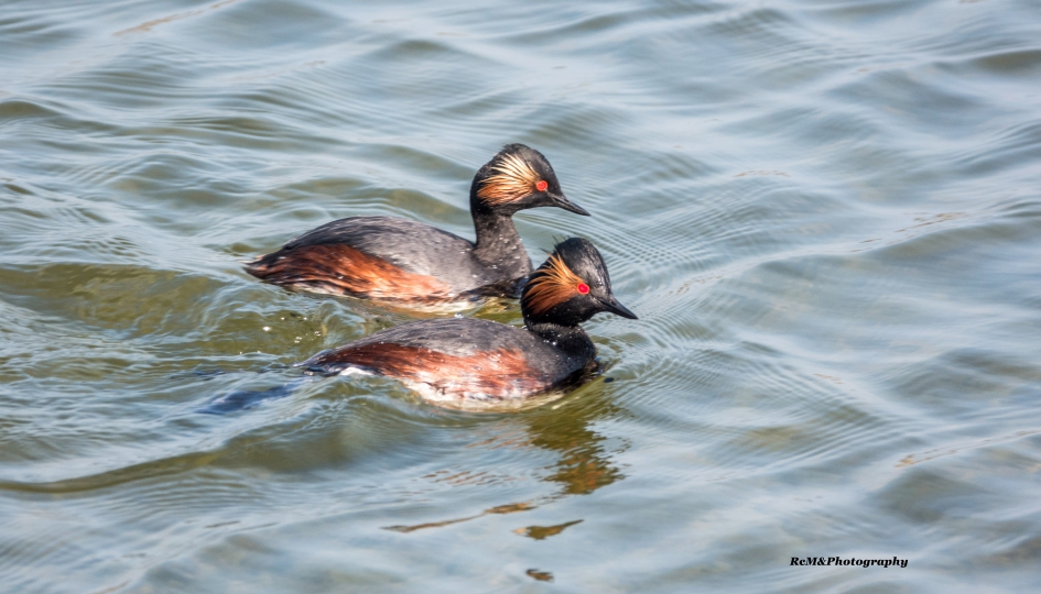 Geoorde fuut. - Vogels - Geoorde fuut.