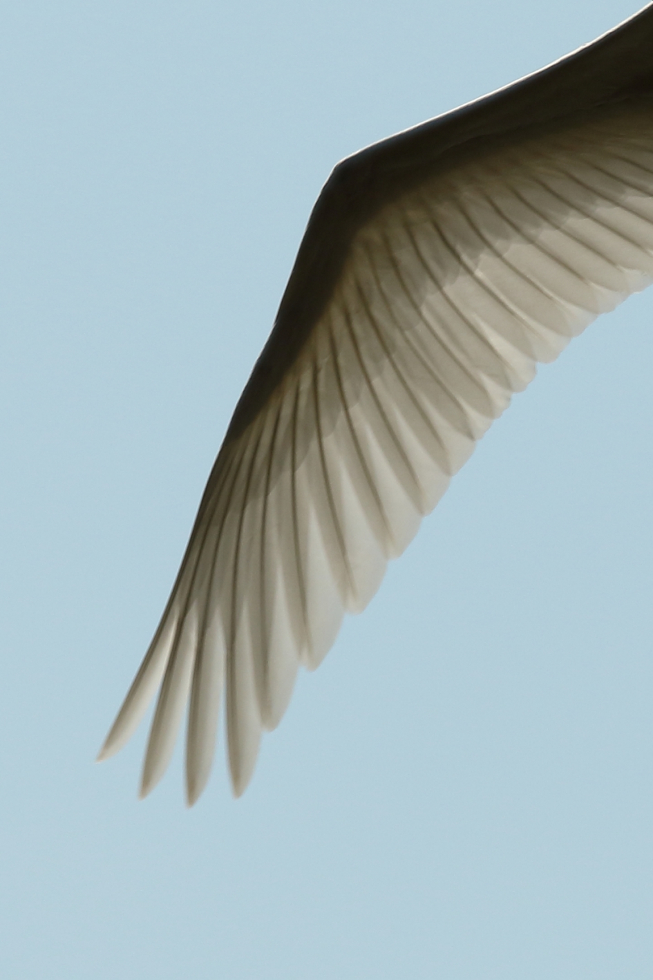 geplooid - Vogels - knobbelzwaan