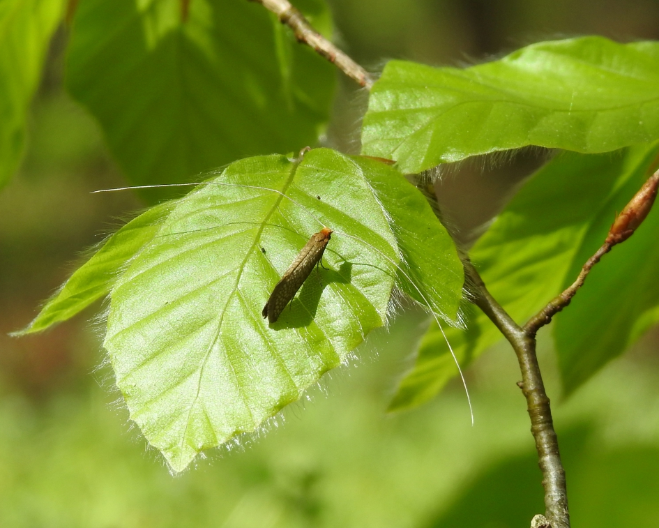 Gevlekte vleugels - Geleedpotigen - Gevlekte langsprietmot