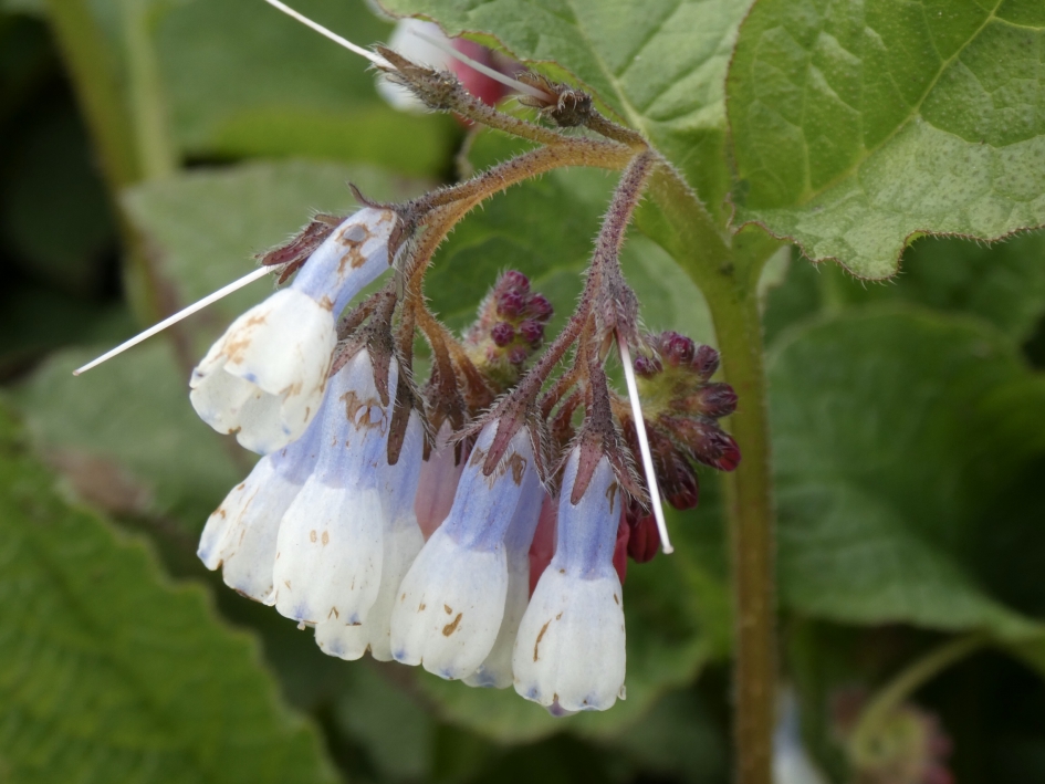 Gewone smeerwortel - Planten - 