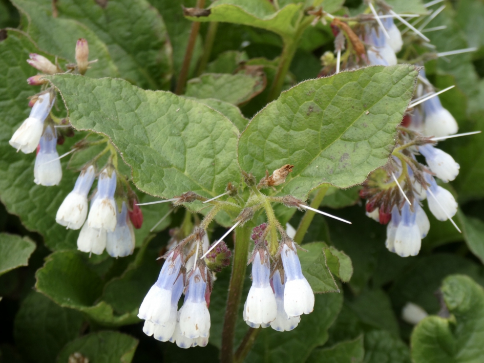 Gewone smeerwortel - Planten - 