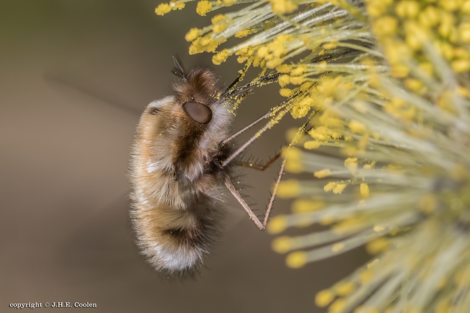 Gewone wolzwever (Bombylius major) - Geleedpotigen - Gewone wolzwever