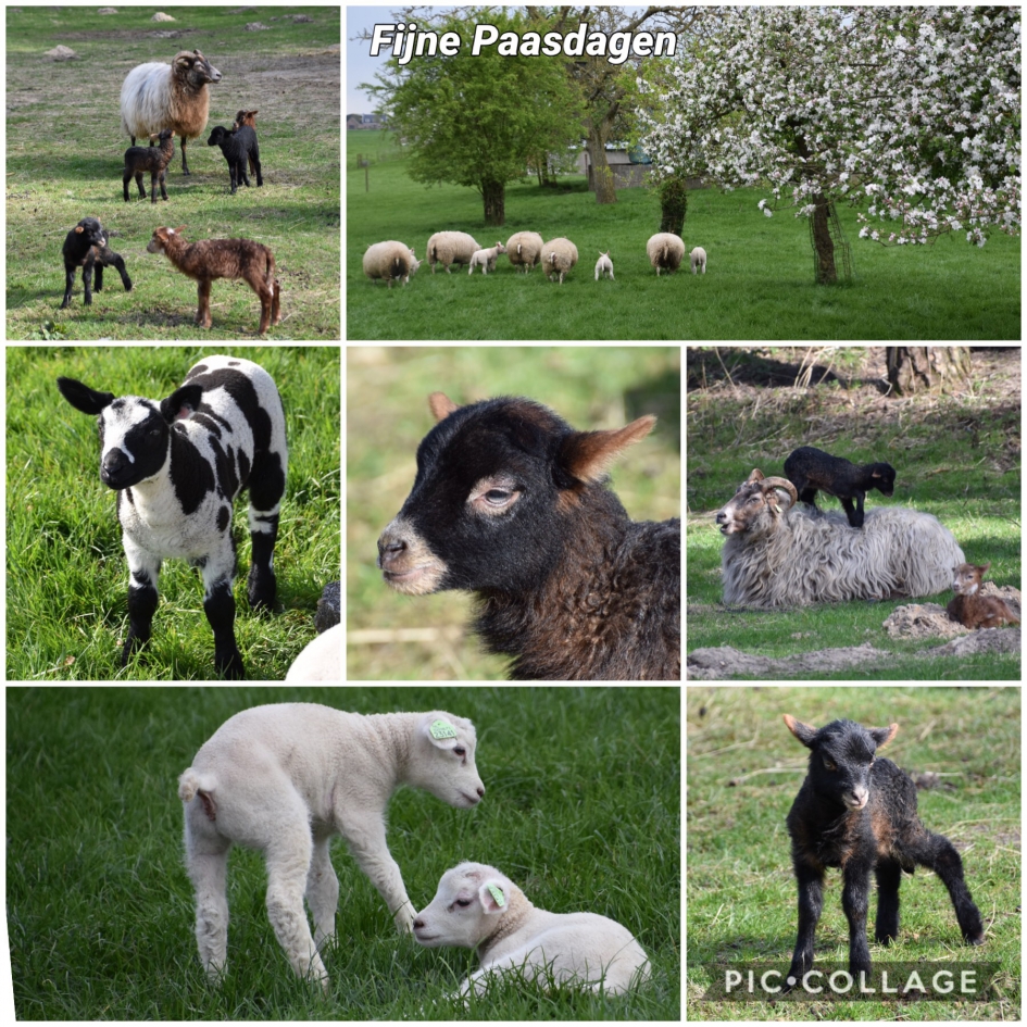 Gezellige Paasdagen - Zoogdieren - 