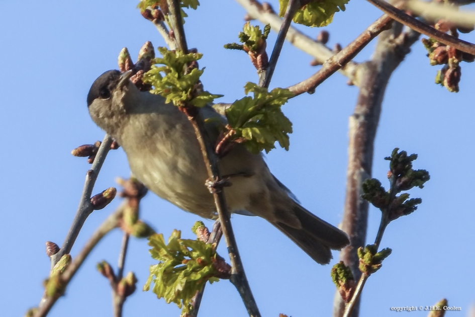 Matkop - Vogels - Matkop