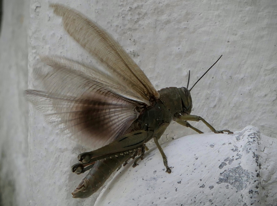 Goed bezig ! - Geleedpotigen - Sprinkhaan