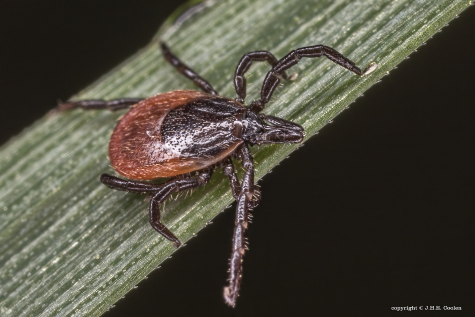 Goede kleding.... - Geleedpotigen - Teek