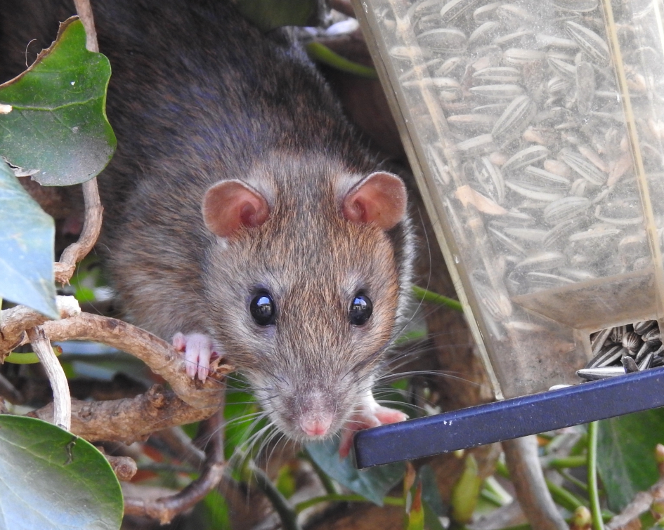 Goedemorgen, ik kom even mee eten ! - Zoogdieren - Bruine rat