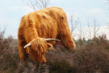 Goudblonde Hooglander