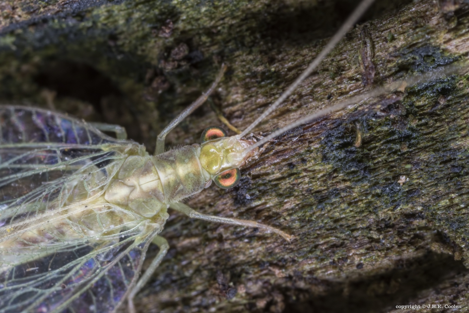 Goudoogje - Geleedpotigen - Goudoogje