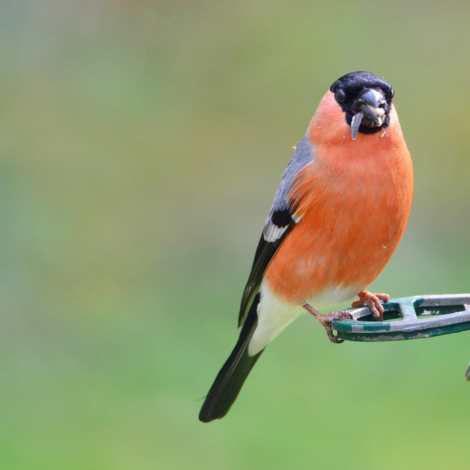 Goudvink - Vogels - Goudvink