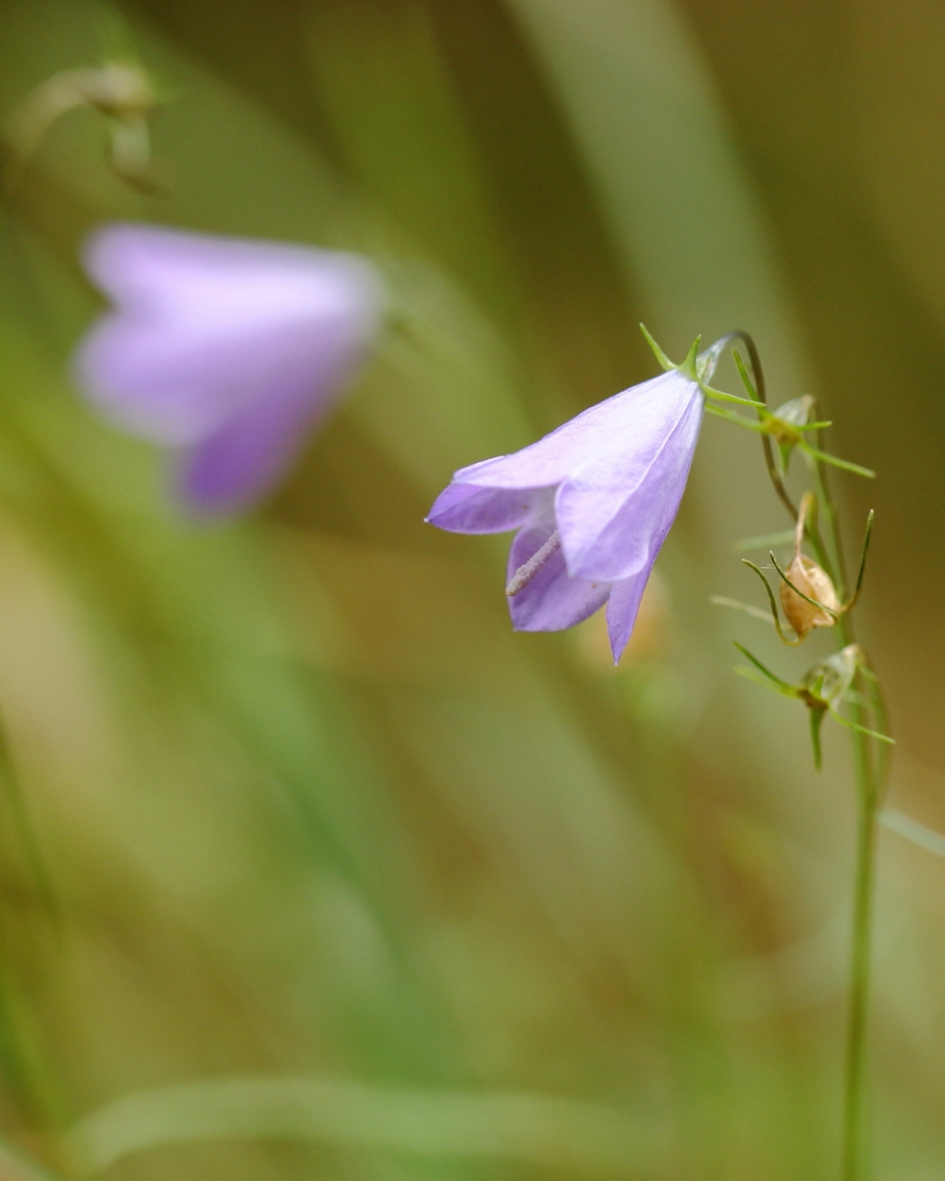 grasklokje - Planten - grasklokje
