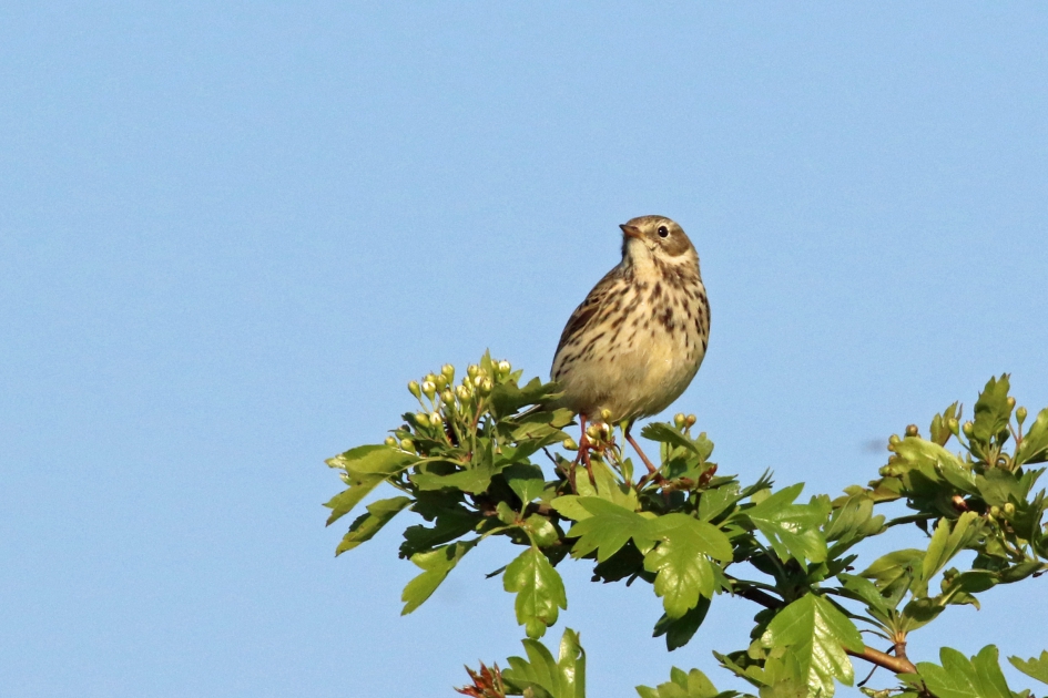 Graspieper - Vogels - 