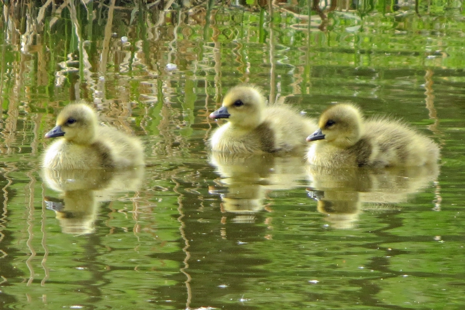 Grauwe gansjes in 't groen - Vogels - 