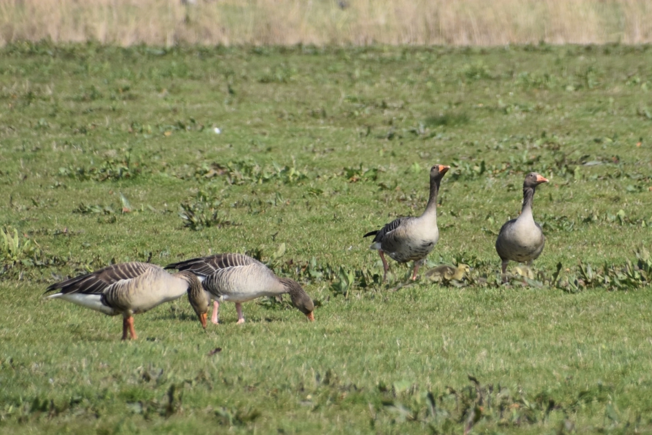 Grauwe ganzen - Vogels - 