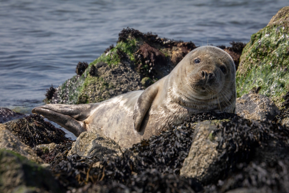 Grijze zeehond - Zoogdieren - Grijze Zeehond