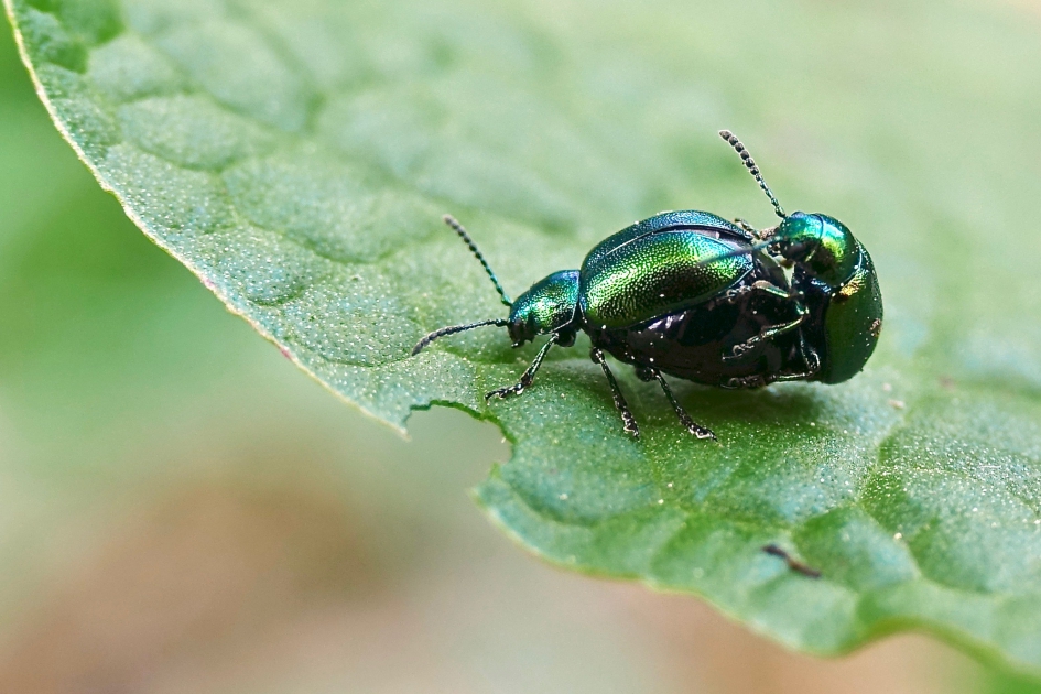 Groen Zuringhaantje - Geleedpotigen - 
