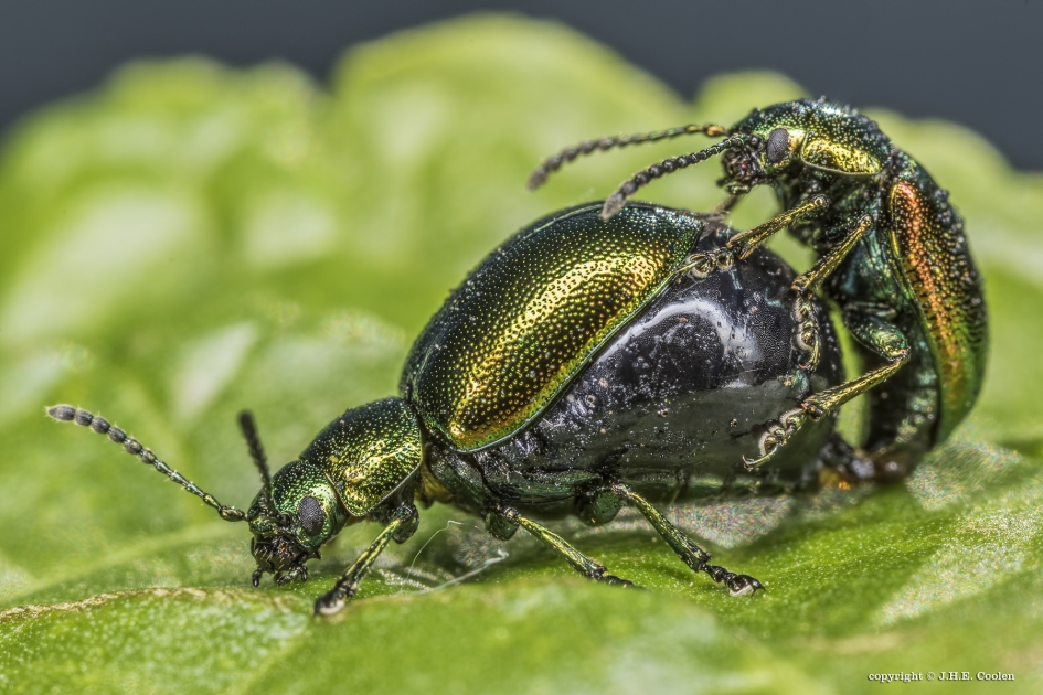 Groen zuringhaantje(s) - Geleedpotigen - Groen zuringhaantje