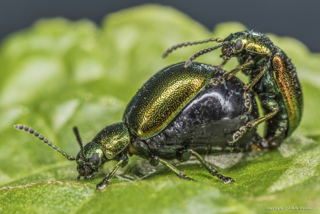 Groen zuringhaantje(s)