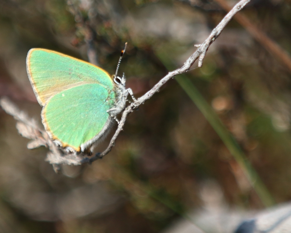 groentje - Geleedpotigen - groentje
