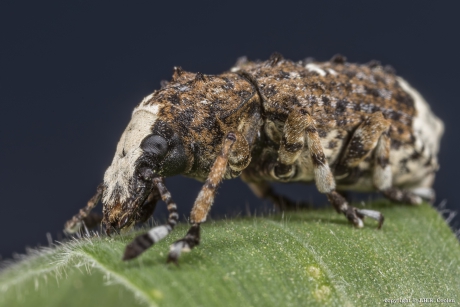 Grootkopsnuittor (Platystomos albinus)