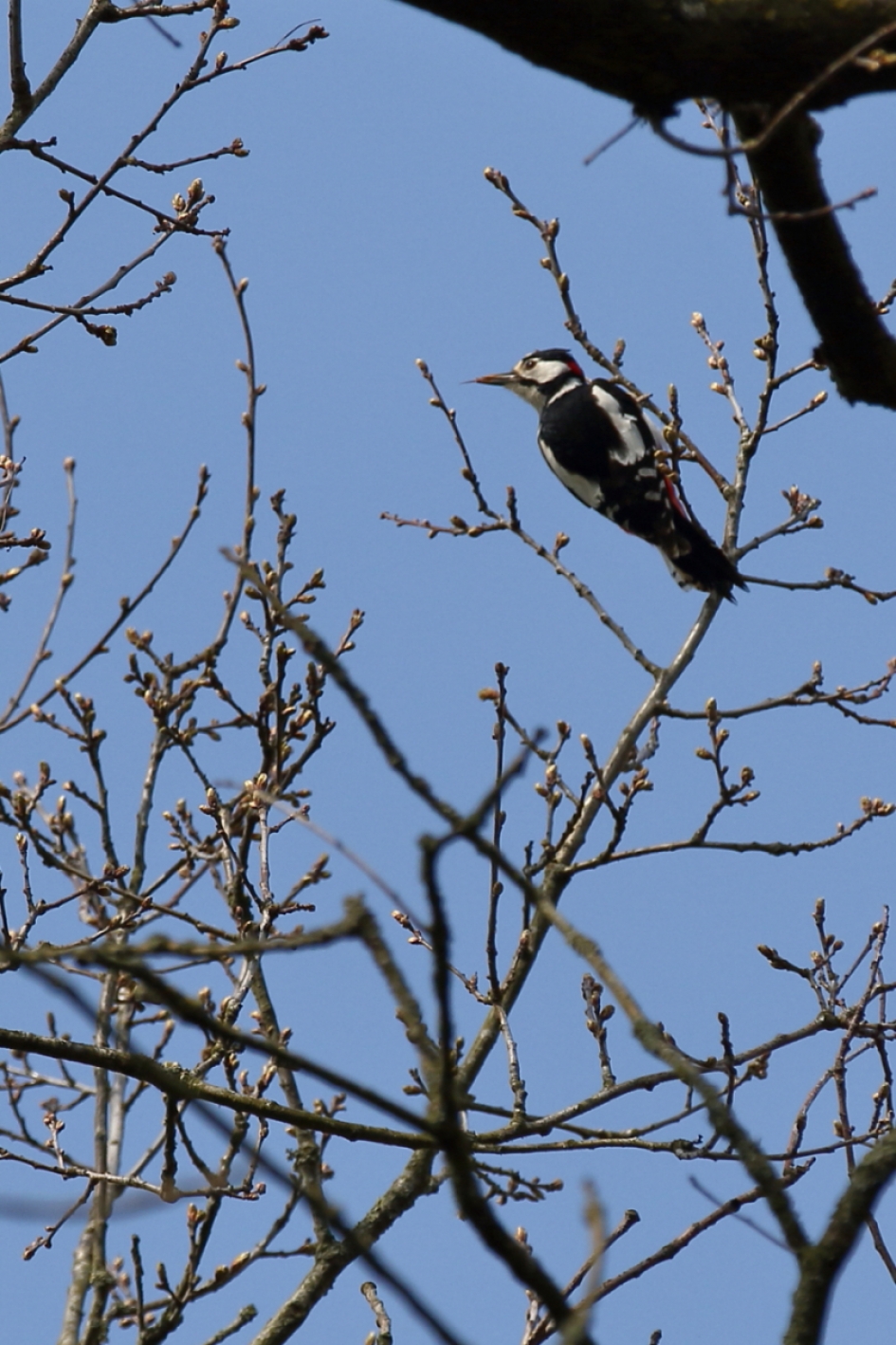 grote bonte specht -m- - Vogels - grote bonte specht