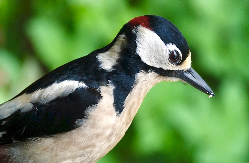 Grote Bonte Specht - Vogels - 