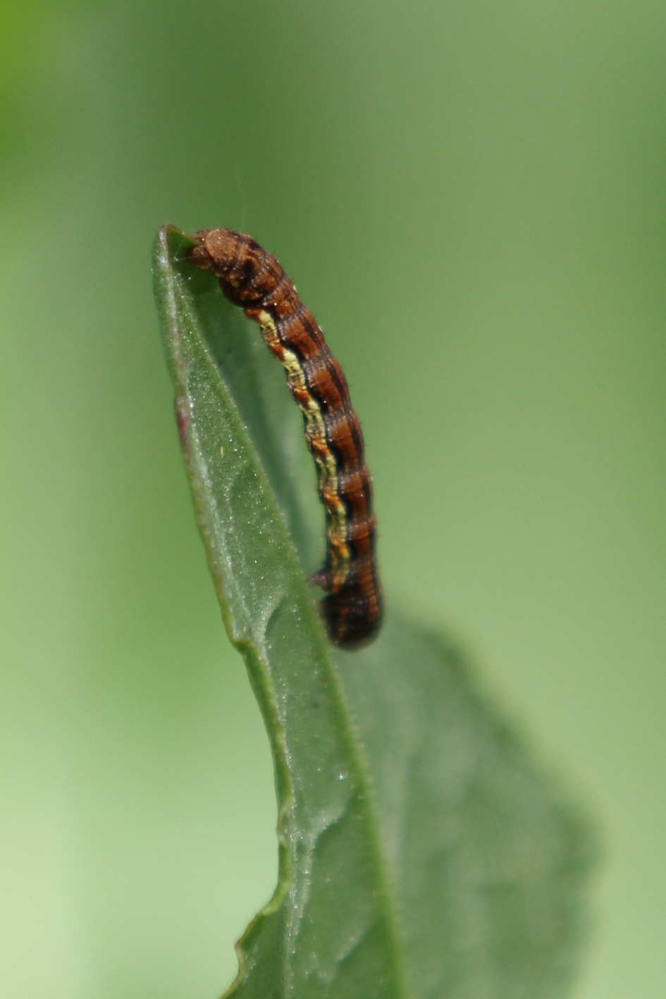 grote wintervlinder - Geleedpotigen - grote wintervlinder